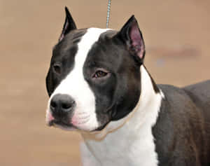 A Black-coated Pitbull Stares Directly Into The Camera With A Serious Expression Wallpaper