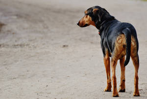 A Black Dog Waits In Anticipation. Wallpaper