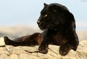 A Black Leopard In Its Natural Habitat Wallpaper