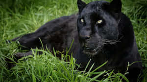 A Black Panther Is Laying In The Grass Wallpaper