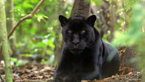 A Black Panther Is Sitting In The Forest Wallpaper