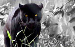 A Black Panther Is Walking Through The Grass Wallpaper