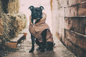 A Black Pitbull Staring Boldly Wallpaper