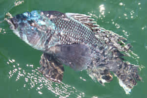 A Black Sea Bass In Its Natural Habitat Wallpaper