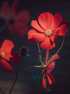 A Blazing Red Flower That Captures The Beauty Of Nature Wallpaper