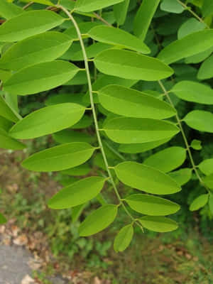 A Blooming Black Locust Tree Wallpaper