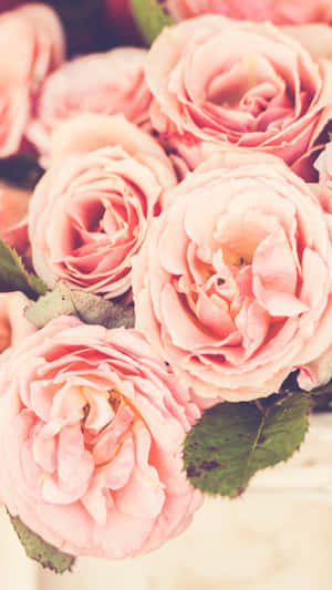 A Blooming Floral Design For Your Iphone Wallpaper