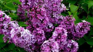 A Blooming Lilac Tree In Spring Wallpaper