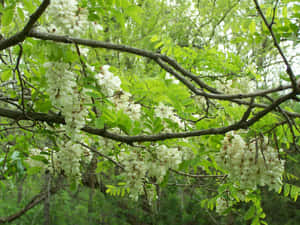 A Blossoming Black Locust Tree In The Summer Sunshine Wallpaper