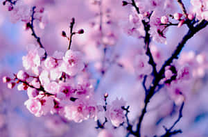 A Blossoming Cherry Blossom Tree In Full Bloom. Wallpaper