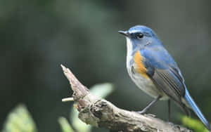 A Blue Bird Is Sitting On A Branch Wallpaper