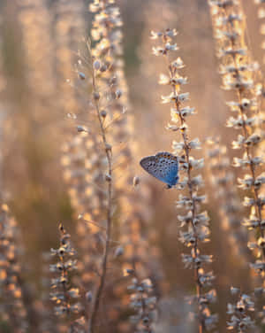 A Blue Butterfly Is Sitting On A Plant In The Sun Wallpaper