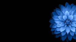 A Blue Flower On A Black Background Wallpaper