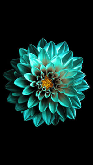 A Blue Flower On A Black Background Wallpaper