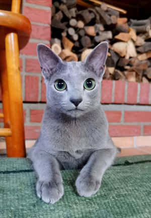 A Blue Russian Cat Lying Down And Looking Directly At The Camera Wallpaper