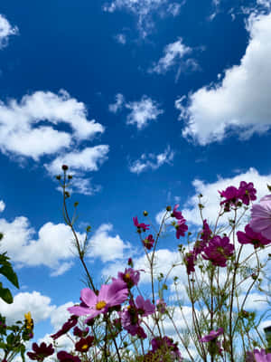 A Blue Sky With White Clouds Wallpaper