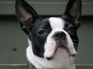 A Boston Terrier Joyfully Looking Up At The Camera Wallpaper