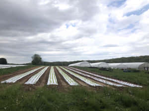 A Bountiful Organic Farm Thriving With Fresh Produce And Healthy Soil Wallpaper