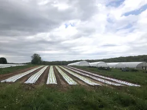A Bountiful Organic Farm Thriving With Fresh Produce And Healthy Soil Wallpaper