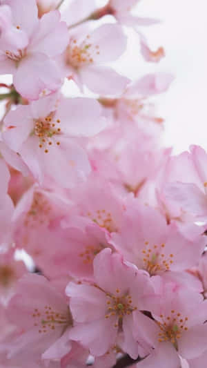 A Bouquet Of Pink Roses In The Middle Of A Yellow Background Wallpaper