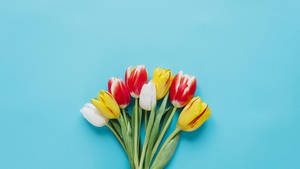 A Bouquet Of Tulips On A Blue Background Wallpaper