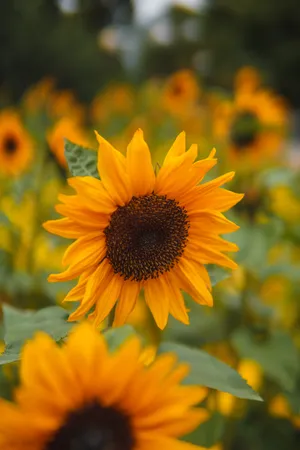 A Bouquet Of Vibrant Sunflowers Wallpaper