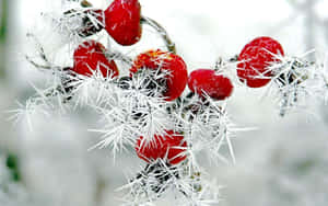 A Branch Of Frosty Winter Berries Wallpaper