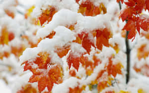 A Branch Of Red And Orange Leaves Covered In Snow Wallpaper