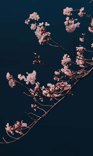 A Branch With Pink Flowers Wallpaper