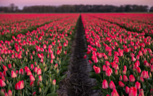 A Breathtaking Expanse Of Tulip Field In Full Bloom With A Beautiful Orange And Yellow Sunset Background Wallpaper