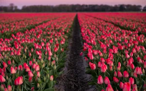 A Breathtaking Expanse Of Tulip Field In Full Bloom With A Beautiful Orange And Yellow Sunset Background Wallpaper