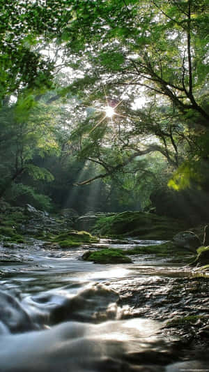 A Breathtaking Nature Scene Nestled In A Lush Forest Wallpaper