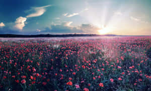 A Breathtaking Spring Sunrise Wallpaper