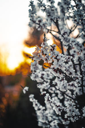 A Breathtaking Sunset View Of White Sakura Blossoms Wallpaper