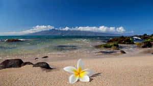 A Breathtaking View Of A Hawaiian Beach During Sunset Wallpaper