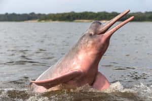 A Breathtaking View Of A Pink Dolphin Gliding Through The Blue Waters Of The Ocean. Wallpaper