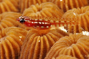 A Breathtaking View Of A Pristine Mountain Landscape Wallpaper