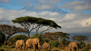 A Breathtaking View Of Africa, Looking Out Over Its Unique Landscape Of Mountains And Desert Wallpaper