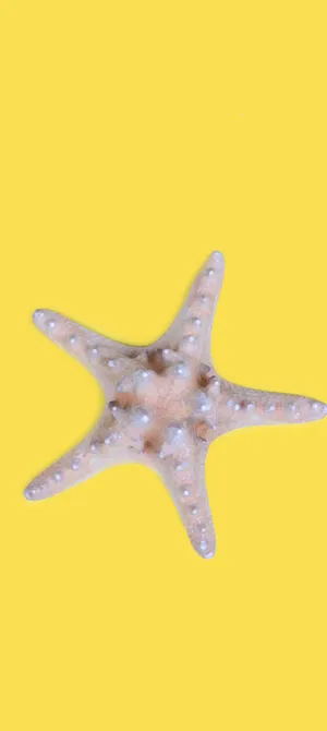 A Breathtaking View Of An Autumn Skyline With Colorful Foliage Wallpaper