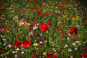 A Breathtaking View Of Wildflowers Blooming In A Vast Meadow Wallpaper