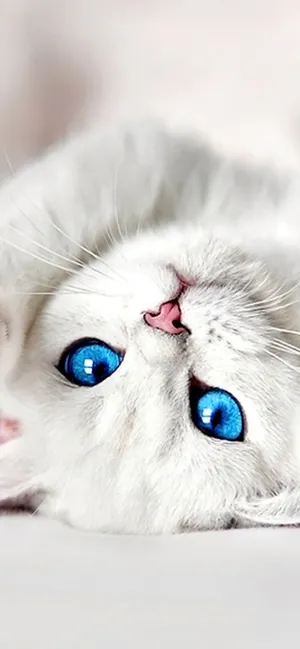 A Breathtaking Winter Mountain Scenery In All Its Glory. Wallpaper