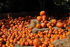 A Bright And Cheerful Pumpkin Patch On A Beautiful Fall Day Wallpaper