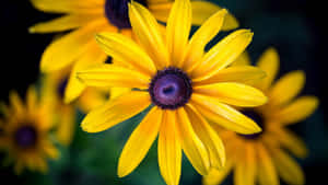 A Bright And Cheerful Yellow Black-eyed Susan. Wallpaper