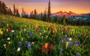 A Bright And Vibrant Field Of Wildflowers Wallpaper