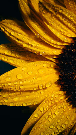 A Bright, Cheerful Sunflower Surrounded By Green Leaves Wallpaper