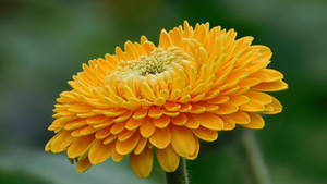 A Bright Gerbera Flower Against An Orange Background. Wallpaper