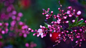 A Bright Pink Flower For Brightening Up Spring Wallpaper