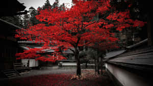 A Bright Red Japanese Lantern Lights Up The Night Sky Wallpaper