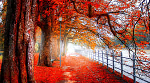 A Bright Red Tree Shimmering In The Sunlight Wallpaper
