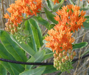 A Bright Splash Of Butterfly Weed Lights Up The Landscape. Wallpaper